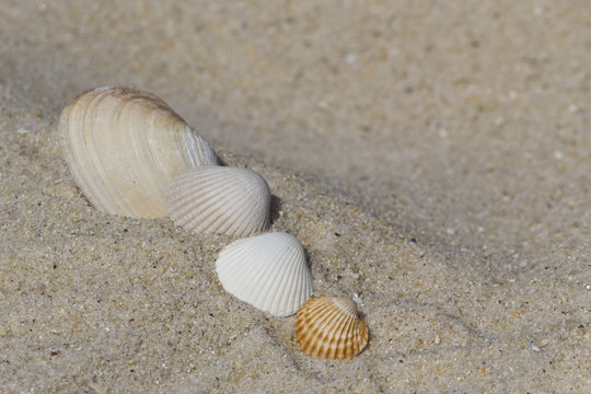 Group of shells at the beach