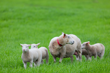 Mother and her Lambs