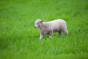 Lamb walking in the Grass