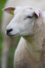 Obraz premium Sheep portrait