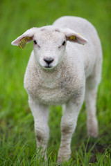 Naklejka na ściany i meble Lamb standing in Grass