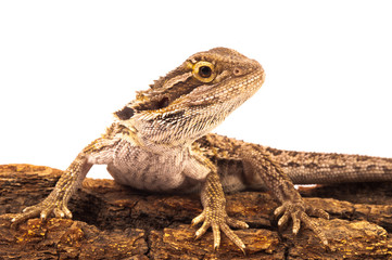 Obraz premium one agama bearded on the white background