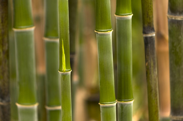 Obraz premium Bambus