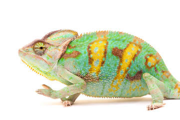 One Yemen chameleon © PBaishev