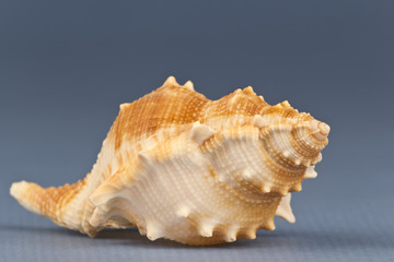 Sea snail