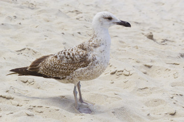 Seagull on sand