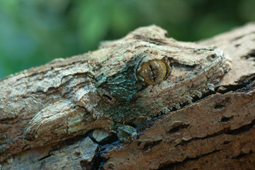 giant leaf-tail gecko, marozevo,