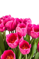 Bunch of tulips on a white