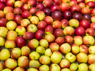 Collection of red and yellow apples for sale.