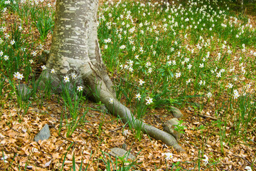 Tronco de haya junto a narcisos. Montseny.