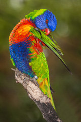Fototapeta premium lori lorikeet