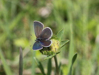 Zwerg-Bläuling (Cupido minimus)
