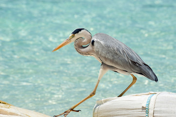 Grey Heron walk near the sea