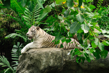 White Tiger