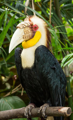 Close up of wreathed hornbill