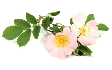Obraz na płótnie Canvas Hip rose flowers, isolated on white