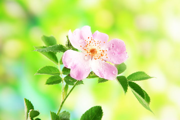 Hip rose flower on green background