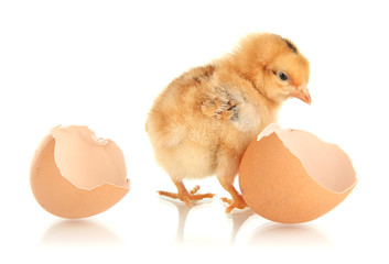 Little chicken with eggshell isolated on white