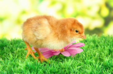 Little chicken with flowers on grass on bright background