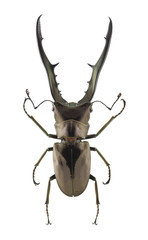 Cyclommatus metallifer isolated on white background