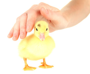 Hand with cute duckling, isolated on white