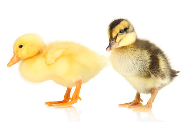 Cute ducklings isolated on white