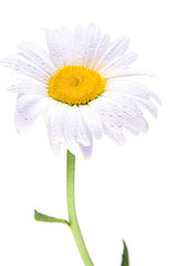 Wet chamomile close-up isolated on white