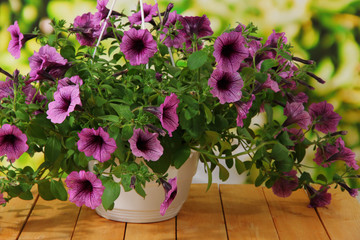 Purple petunia in flowerpot on wooden table on nature