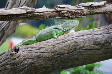 Iguana