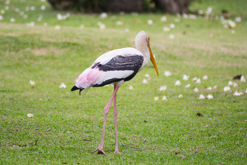 Bird walking on grass