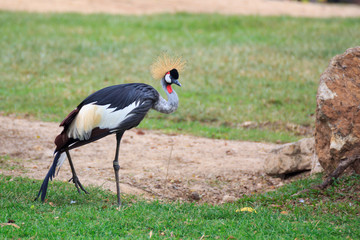 Fototapeta premium Crowned crane on grass