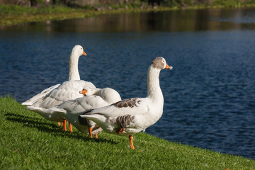 flock of domestic geese