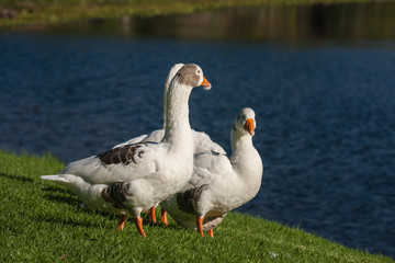 Fototapeta na wymiar resting geese