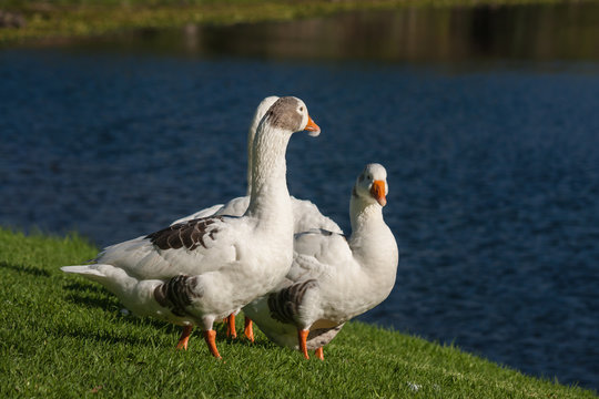 resting geese
