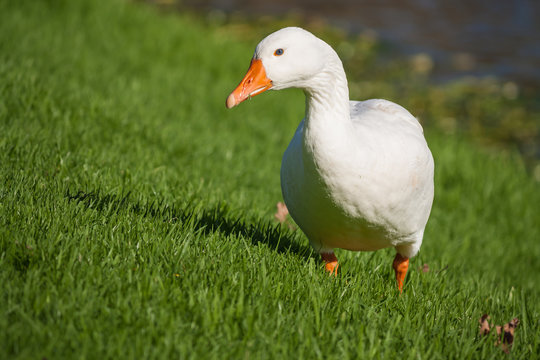 domestic goose grazing on meadow