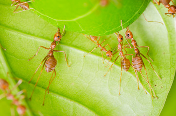red ant teamwork building home