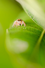 jumping spider in green nature