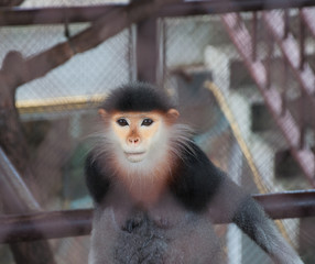 eye Monkey in the cage