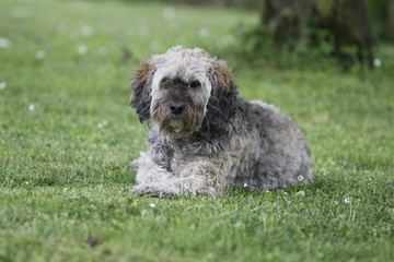 beautifuil dog on the lawn