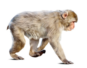 Wakking japanese macaque over white background
