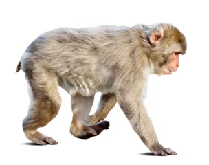 Fotobehang Aap Japanse makaak wakker maken op witte achtergrond