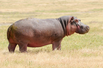 Wildlife in Africa, Hippo