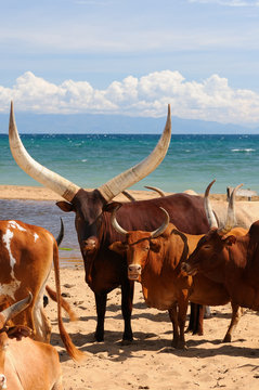 Lake Tanganyika, Tanzania