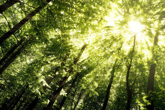 Fototapeta forest