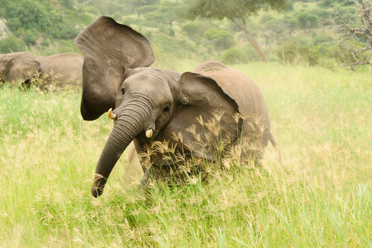 Fototapeta Wildlife Elephant  in safari in Africa