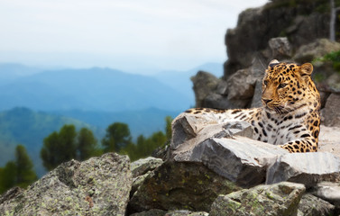 Naklejka premium leopard on rock