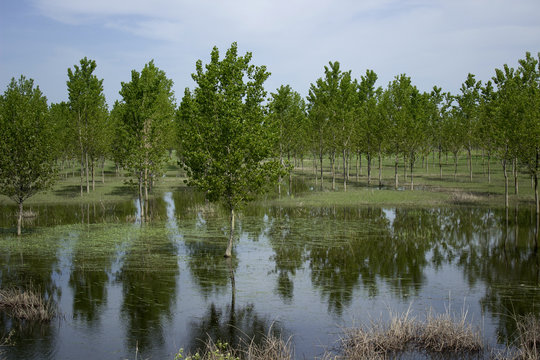 flood orchard