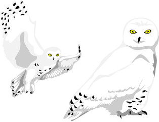 Fototapeta premium snowy owl