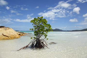 whitsunday Islands