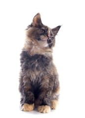 maine coon kitten
